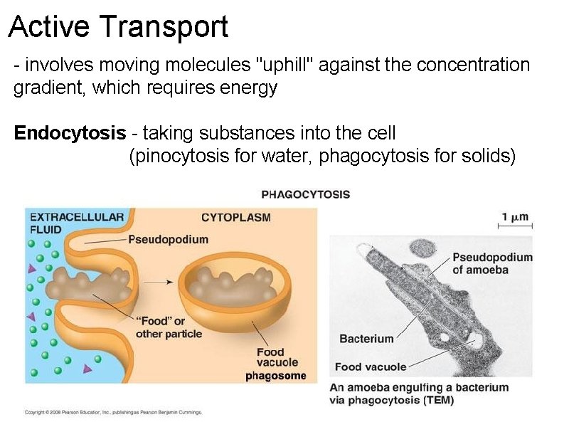 Active Transport - involves moving molecules "uphill" against the concentration gradient, which requires energy