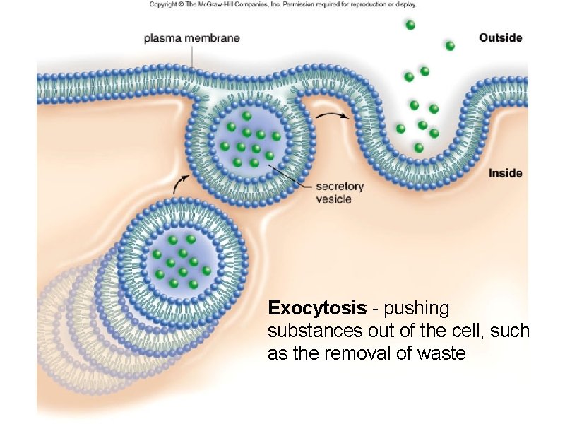 Exocytosis - pushing substances out of the cell, such as the removal of waste