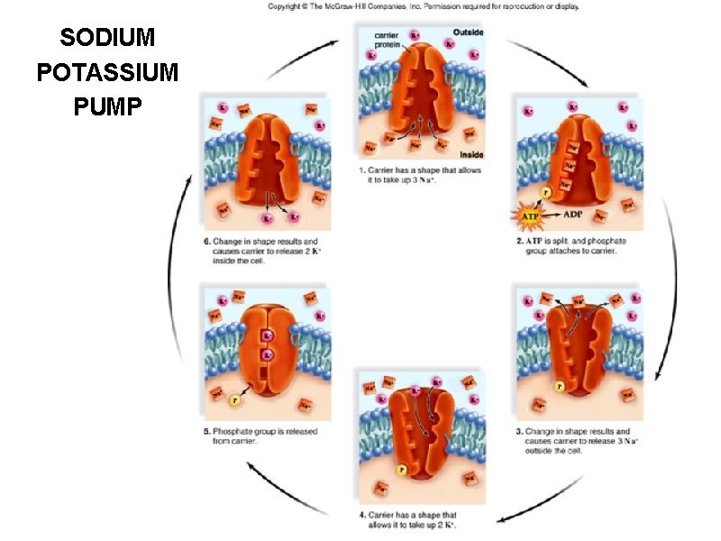 SODIUM POTASSIUM PUMP 