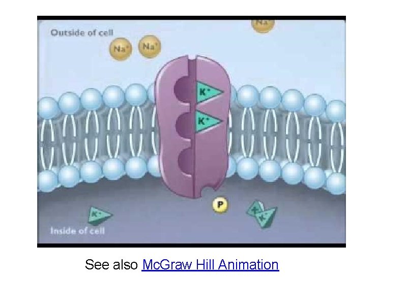 See also Mc. Graw Hill Animation 