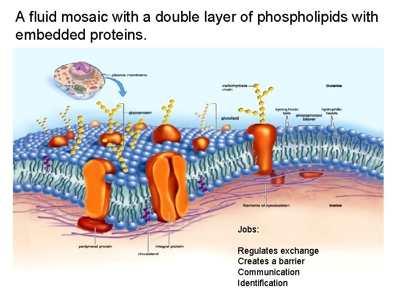 A fluid mosaic with a double layer of phospholipids with embedded proteins. Jobs: Regulates