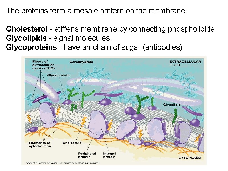 The proteins form a mosaic pattern on the membrane. Cholesterol - stiffens membrane by