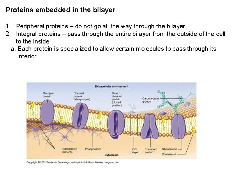 Proteins embedded in the bilayer 1. Peripheral proteins – do not go all the