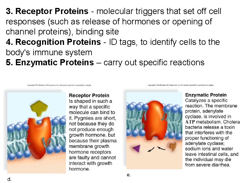 3. Receptor Proteins - molecular triggers that set off cell responses (such as release