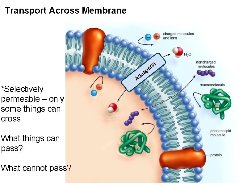 Transport Across Membrane p in r o a qu A *Selectively permeable – only