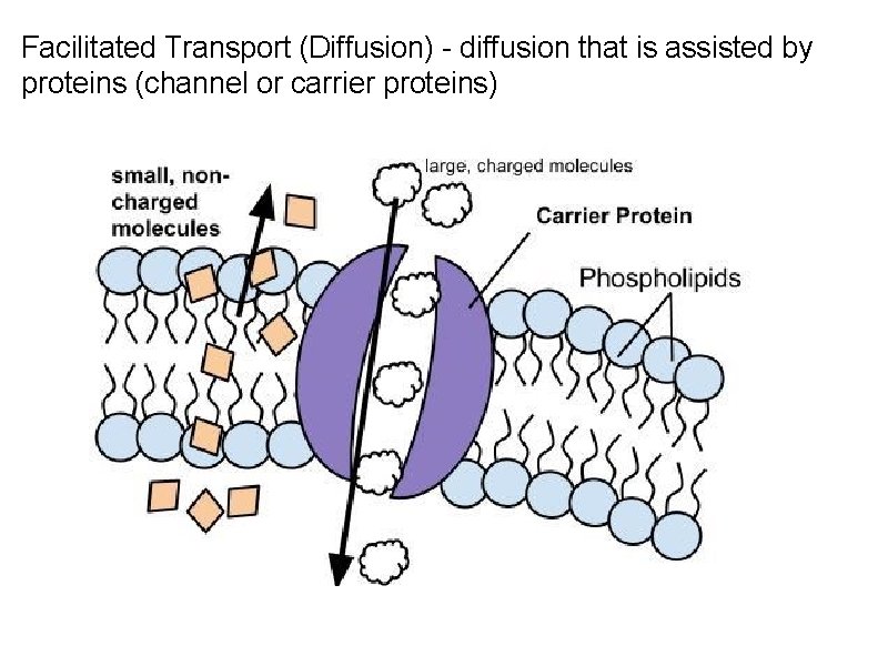 Facilitated Transport (Diffusion) - diffusion that is assisted by proteins (channel or carrier proteins)