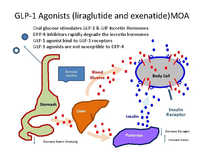 GLP-1 Agonists (liraglutide and exenatide)MOA Oral glucose stimulates GLP-1 & GIP Incretin Hormones DPP-4