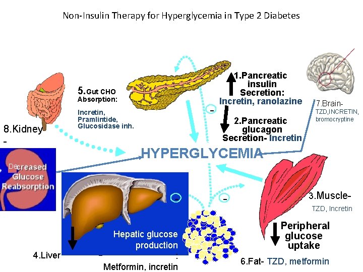 Non-Insulin Therapy for Hyperglycemia in Type 2 Diabetes 5. Gut CHO Absorption: 8. Kidney