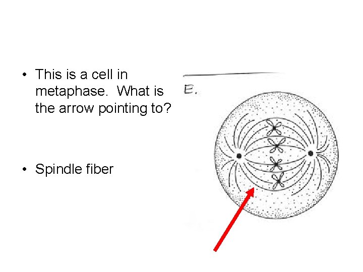  • This is a cell in metaphase. What is the arrow pointing to?