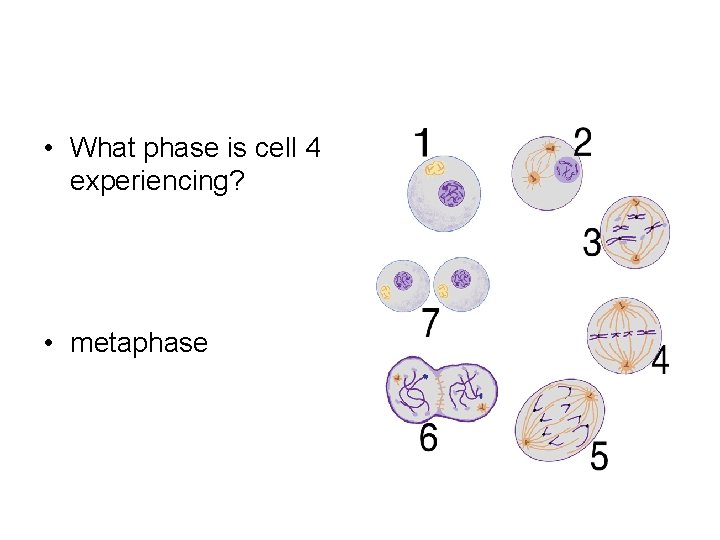  • What phase is cell 4 experiencing? • metaphase 