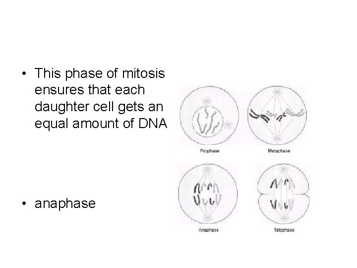  • This phase of mitosis ensures that each daughter cell gets an equal