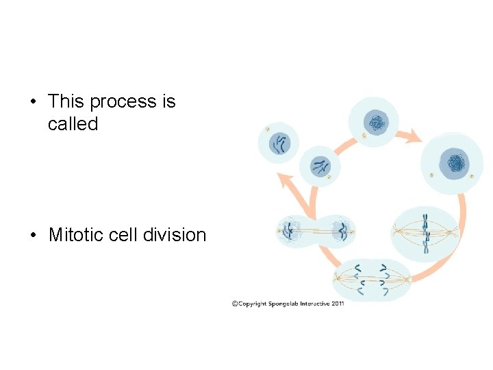  • This process is called • Mitotic cell division 