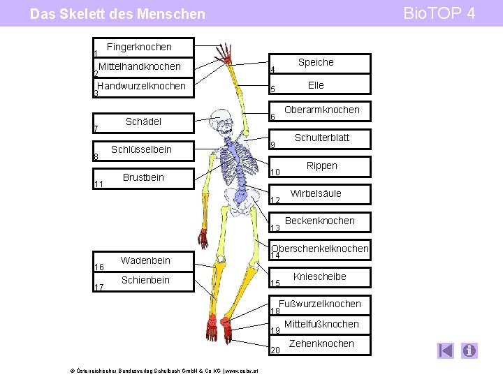 Bio. TOP 4 Das Skelett des Menschen Fingerknochen 1 Speiche Mittelhandknochen 4 Handwurzelknochen 5