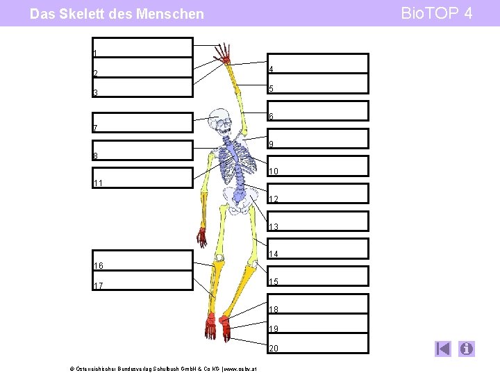 Bio. TOP 4 Das Skelett des Menschen 1 2 4 3 5 6 7