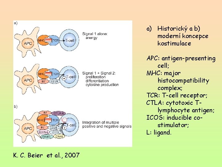 a) Historický a b) moderní koncepce kostimulace APC: antigen-presenting cell; MHC: major histocompatibility complex;