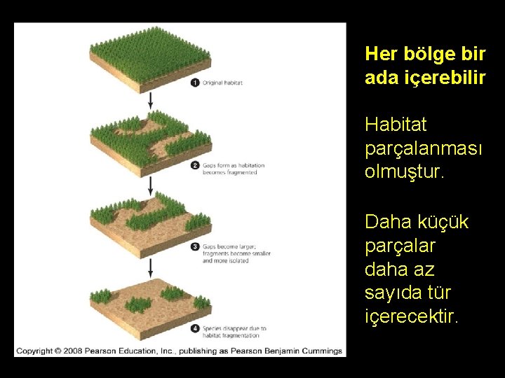 Her bölge bir ada içerebilir. . Habitat parçalanması olmuştur. Daha küçük parçalar daha az