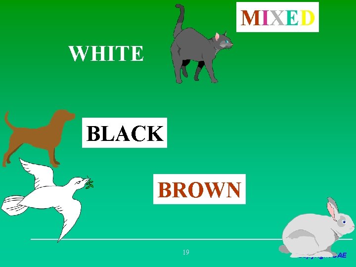 MIXED WHITE BLACK BROWN 19 Copyright CAE 