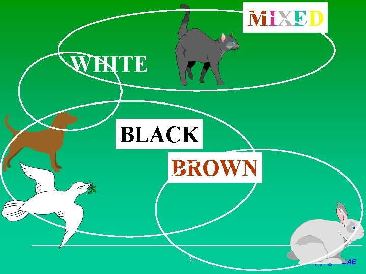 MIXED WHITE BLACK BROWN 20 Copyright CAE 