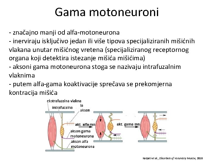 Gama motoneuroni - značajno manji od alfa-motoneurona - inerviraju isključivo jedan ili više tipova