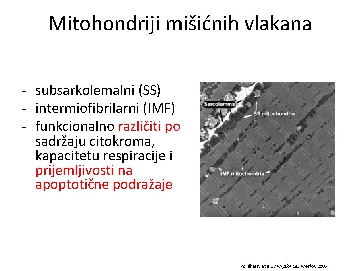 Mitohondriji mišićnih vlakana - subsarkolemalni (SS) - intermiofibrilarni (IMF) - funkcionalno različiti po sadržaju