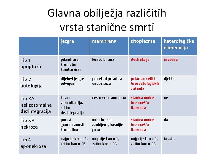 Glavna obilježja različitih vrsta stanične smrti jezgra membrana citoplazma heterofagička eliminacija Tip 1 apoptoza