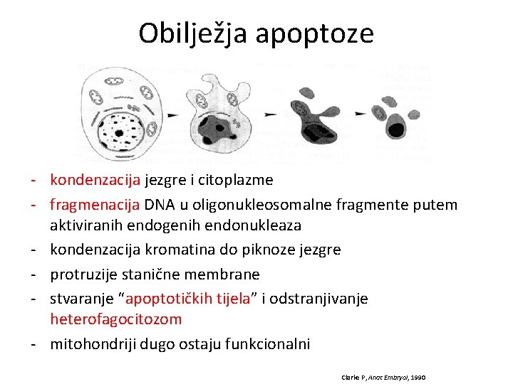 Obilježja apoptoze - kondenzacija jezgre i citoplazme - fragmenacija DNA u oligonukleosomalne fragmente putem