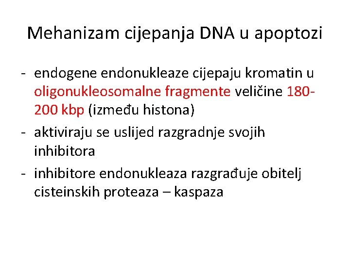 Mehanizam cijepanja DNA u apoptozi - endogene endonukleaze cijepaju kromatin u oligonukleosomalne fragmente veličine