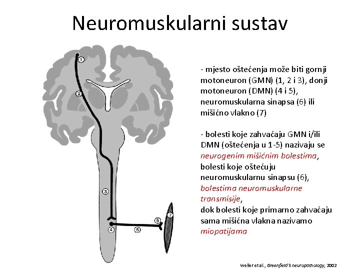 Neuromuskularni sustav - mjesto oštećenja može biti gornji motoneuron (GMN) (1, 2 i 3),