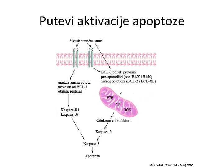 Putevi aktivacije apoptoze Miller et al. , Trends Mol Med, 2006 