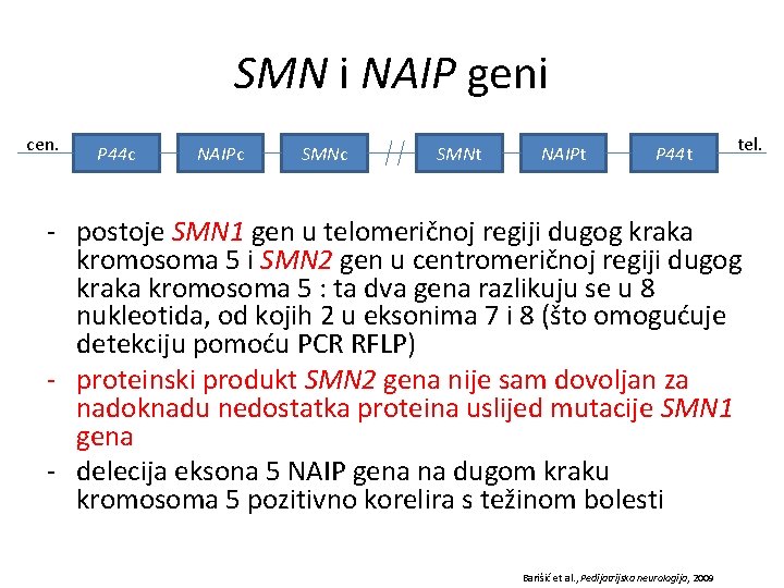SMN i NAIP geni cen. P 44 c NAIPc SMNt NAIPt P 44 t