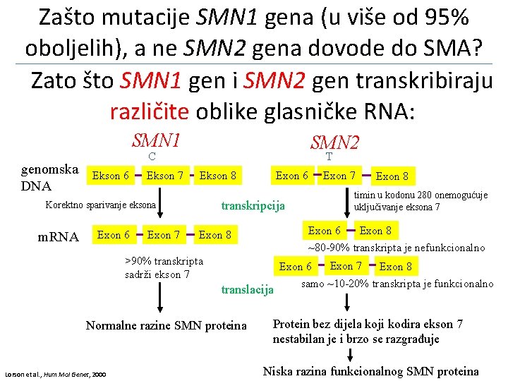 Zašto mutacije SMN 1 gena (u više od 95% oboljelih), a ne SMN 2