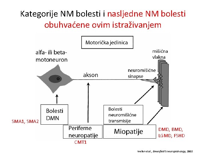 Kategorije NM bolesti i nasljedne NM bolesti obuhvaćene ovim istraživanjem SMA 1, SMA 2