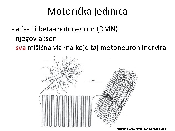Motorička jedinica - alfa- ili beta-motoneuron (DMN) - njegov akson - sva mišićna vlakna
