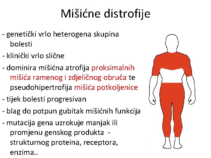 Mišićne distrofije - genetički vrlo heterogena skupina bolesti - klinički vrlo slične - dominira