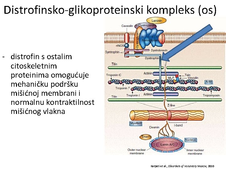 Distrofinsko-glikoproteinski kompleks (os) - distrofin s ostalim citoskeletnim proteinima omogućuje mehaničku podršku mišićnoj membrani