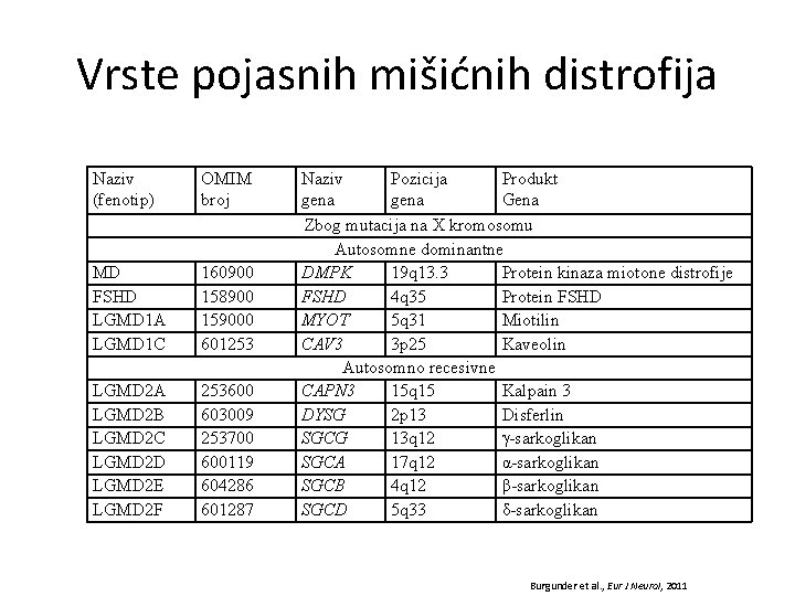 Vrste pojasnih mišićnih distrofija Naziv (fenotip) OMIM broj MD FSHD LGMD 1 A LGMD