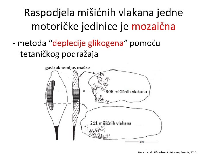 Raspodjela mišićnih vlakana jedne motoričke jedinice je mozaična - metoda “deplecije glikogena” pomoću tetaničkog