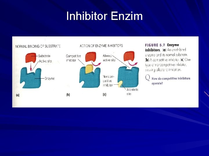 Inhibitor Enzim 