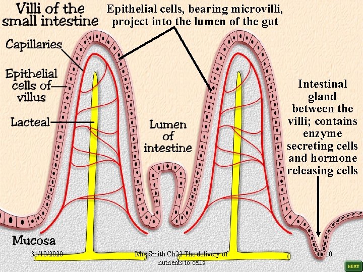 Epithelial cells, bearing microvilli, project into the lumen of the gut Intestinal gland between