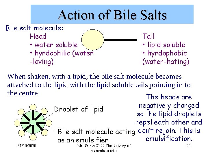 Action of Bile Salts Bile salt molecule: Head • water soluble • hyrdophilic (water