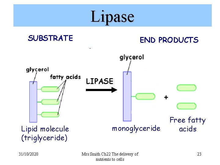 Lipase SUBSTRATE END PRODUCTS LIPASE + Lipid molecule (triglyceride) 31/10/2020 monoglyceride Mrs Smith Ch