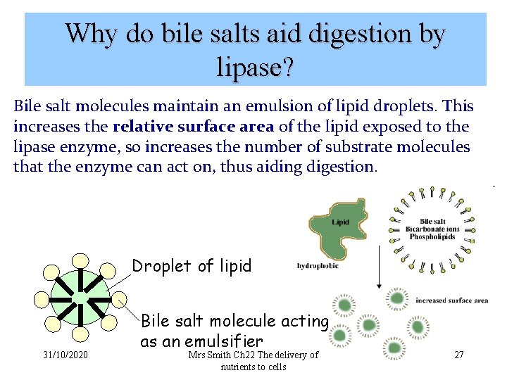 Why do bile salts aid digestion by lipase? Bile salt molecules maintain an emulsion