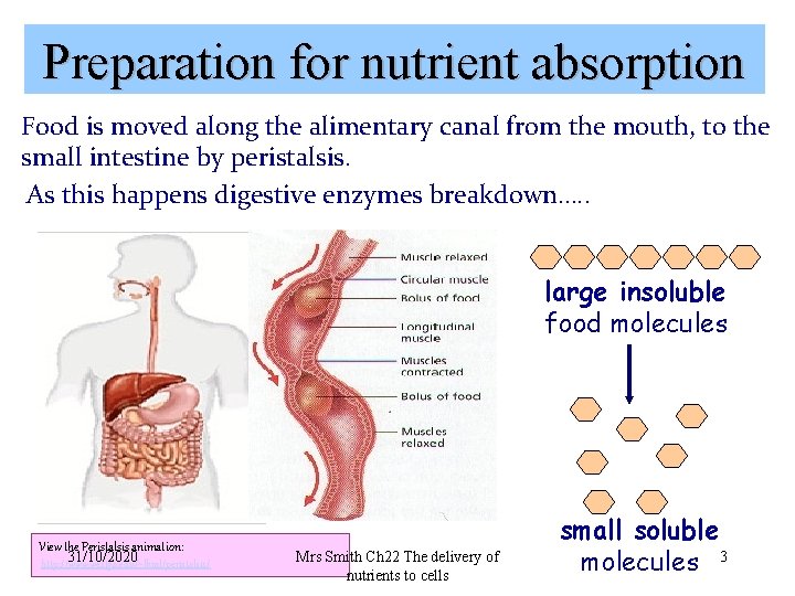 Preparation for nutrient absorption Food is moved along the alimentary canal from the mouth,