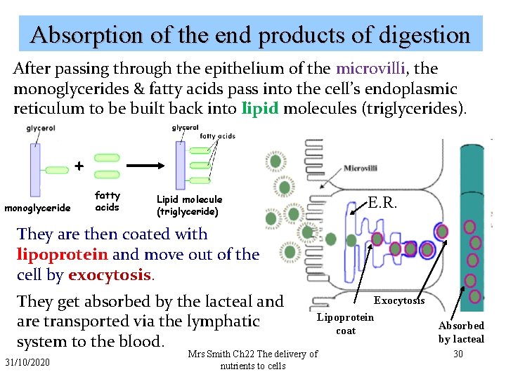 Absorption of the end products of digestion After passing through the epithelium of the