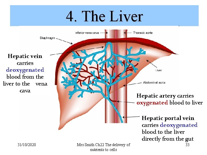 4. The Liver Hepatic vein carries deoxygenated blood from the liver to the vena