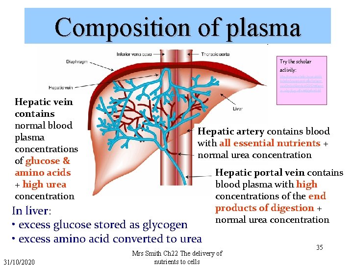 Composition of plasma Try the scholar activity: http: //courses. scholar. hw. ac. uk/vle /scholar/session.