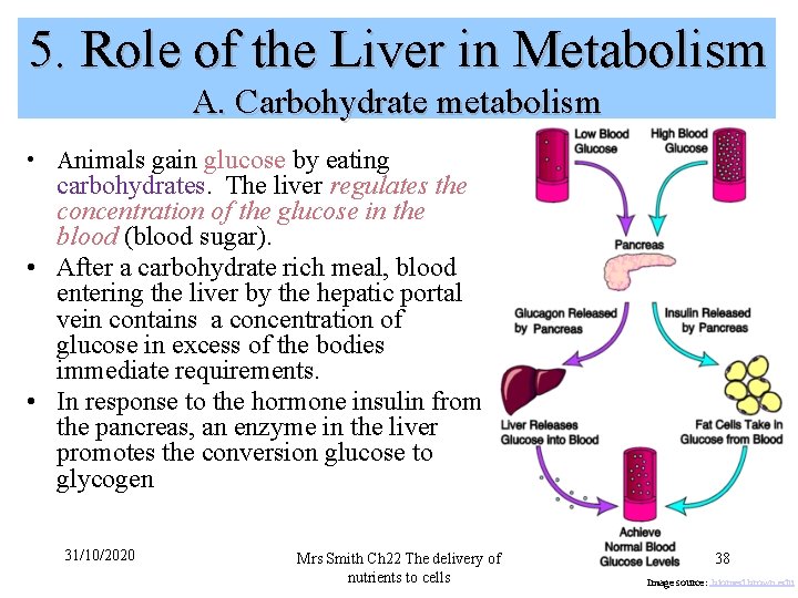 5. Role of the Liver in Metabolism A. Carbohydrate metabolism • Animals gain glucose