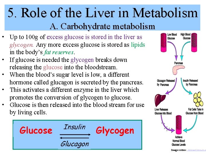 5. Role of the Liver in Metabolism A. Carbohydrate metabolism • Up to 100