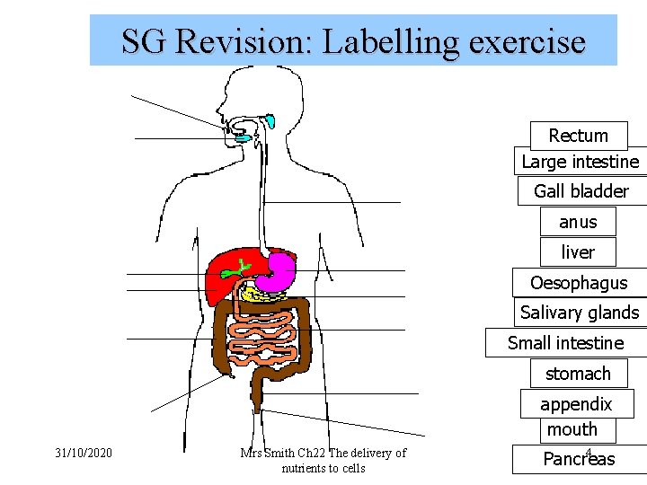 SG Revision: Labelling exercise Rectum Large intestine Gall bladder anus liver Oesophagus Salivary glands