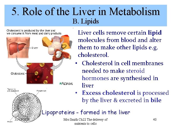 5. Role of the Liver in Metabolism B. Lipids Liver cells remove certain lipid